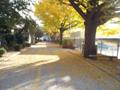 서울구로초등학교 본관 앞 은행나무길 썸네일 이미지